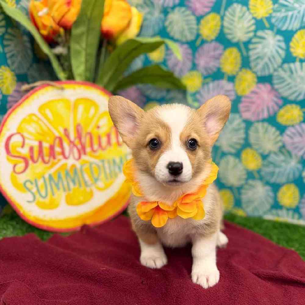 Female Pembroke Welsh Corgi Puppy for Sale in New Haven, CT