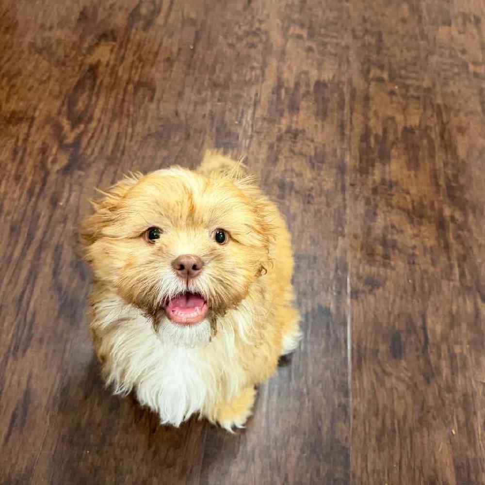 Male Shih Tzu Puppy for Sale in New Haven, CT