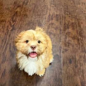 Shih Tzu