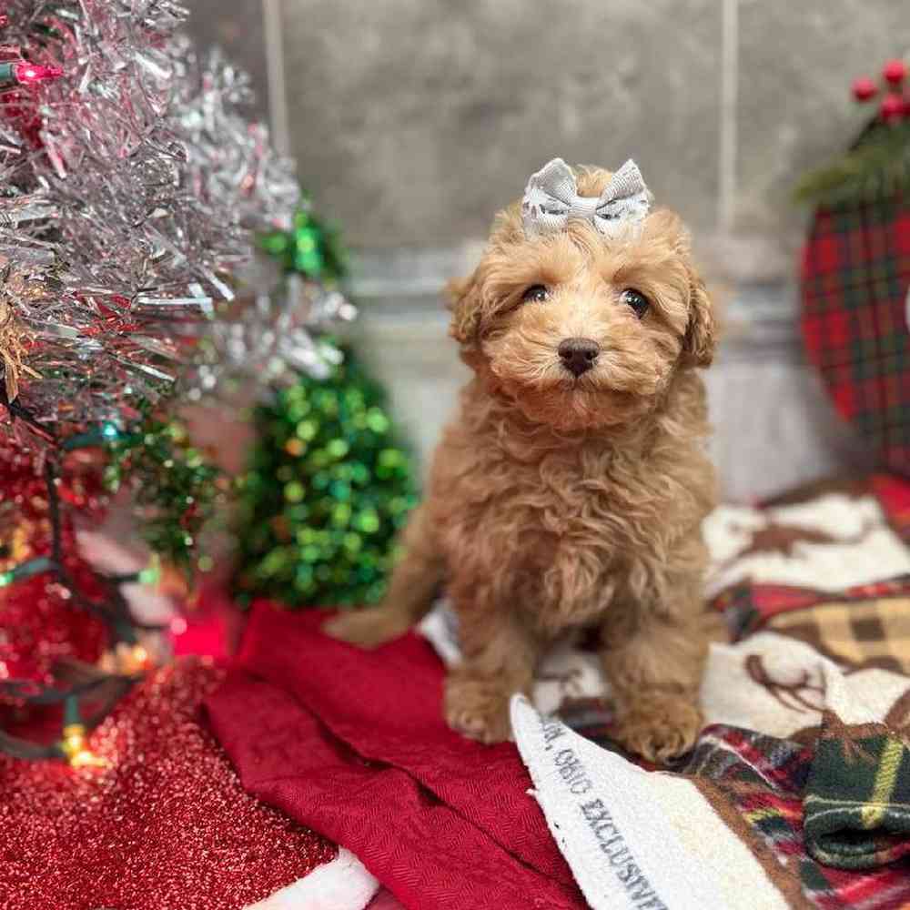 Image of a pet breed in the gallery