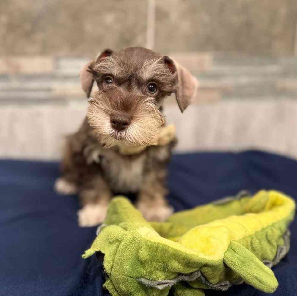 Image of a pet breed in the gallery