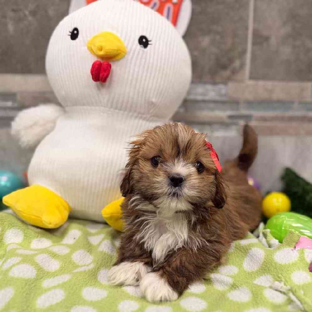 Image of a pet breed in the gallery