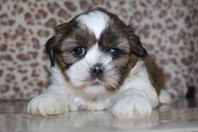 Shih Tzu