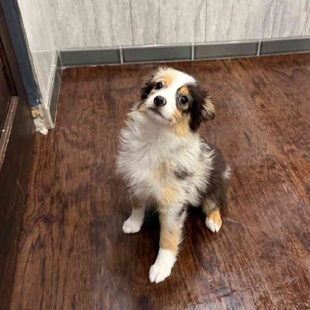 Female Mini Aussie Puppy for Sale in New Haven, CT