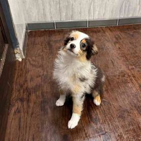 Mini Aussie