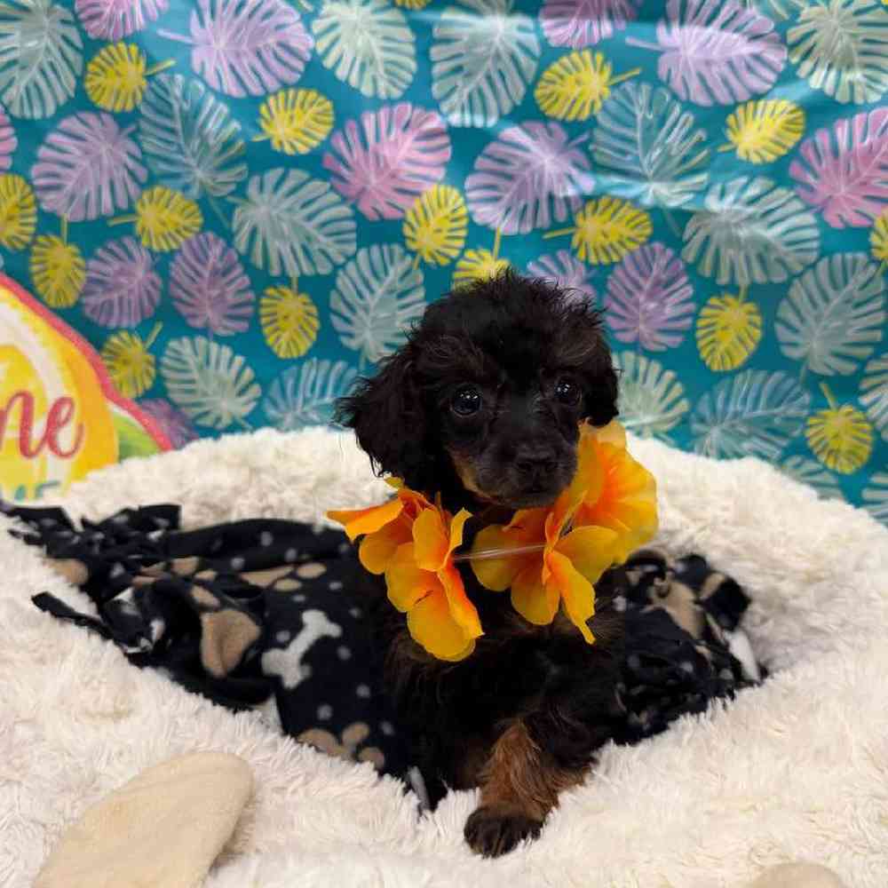 Female Poodle Puppy for Sale in New Haven, CT