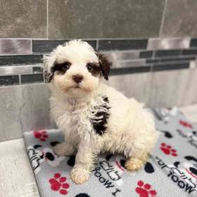 Havanese