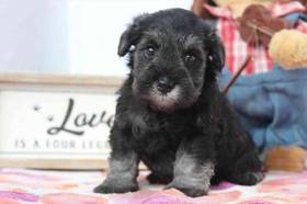 Mini Schnauzer