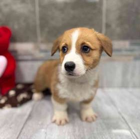 Pembroke Welsh Corgi