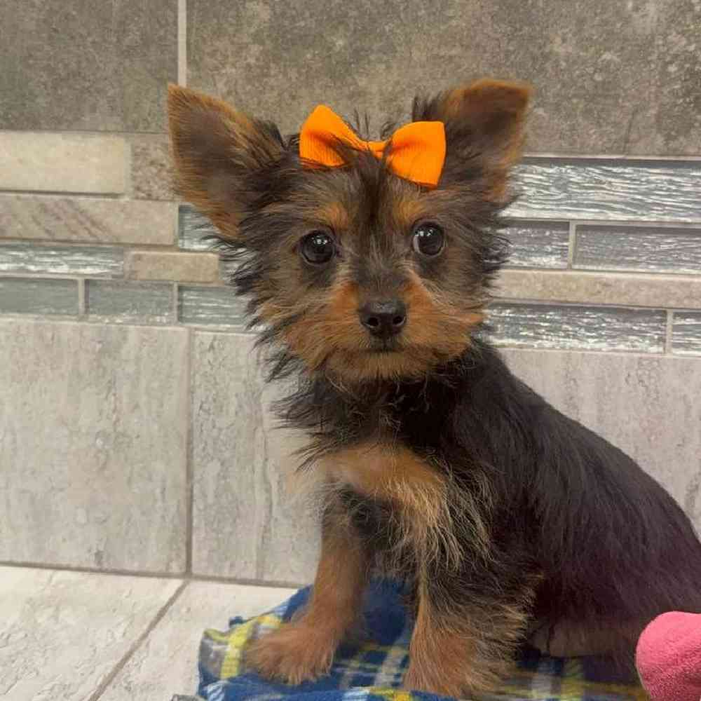 Image of a pet breed in the gallery