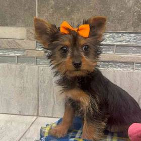 Yorkie