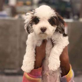 Havanese