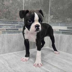 Boston Terrier