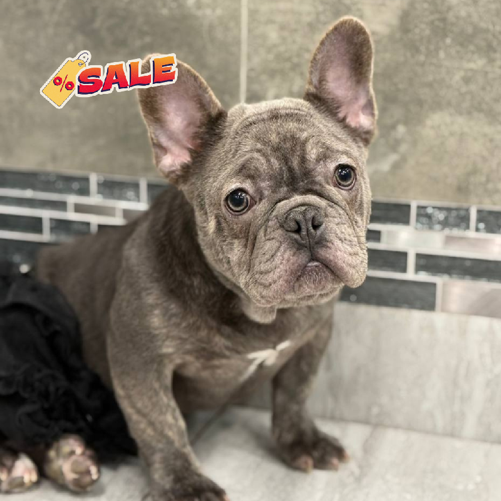 Female French Bulldog Puppy for Sale in New Haven, CT