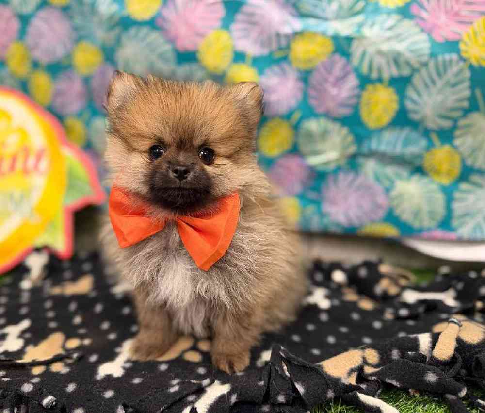 Male Pomeranian Puppy for Sale in New Haven, CT