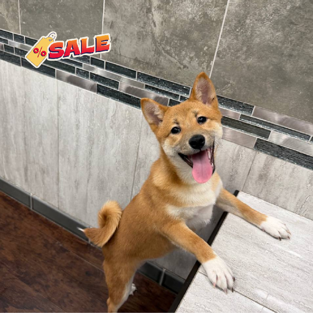 Image of a pet breed in the gallery