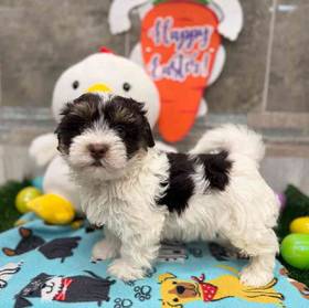 Havanese