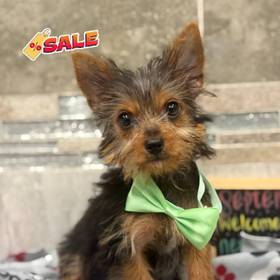 Yorkie