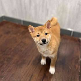 Shiba Inu
