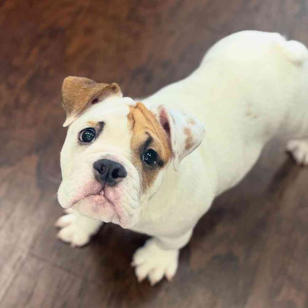 Image of a pet breed in the gallery