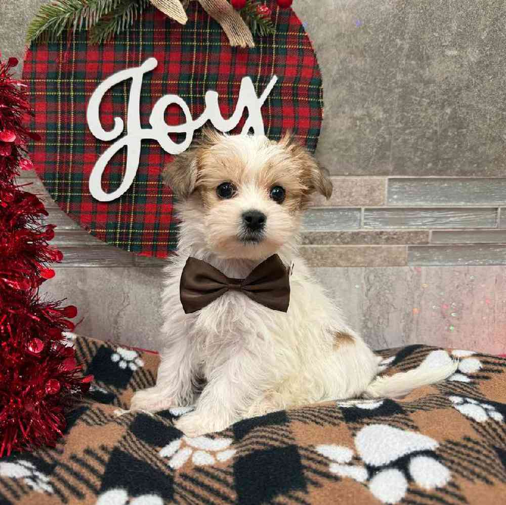 Image of a pet breed in the gallery