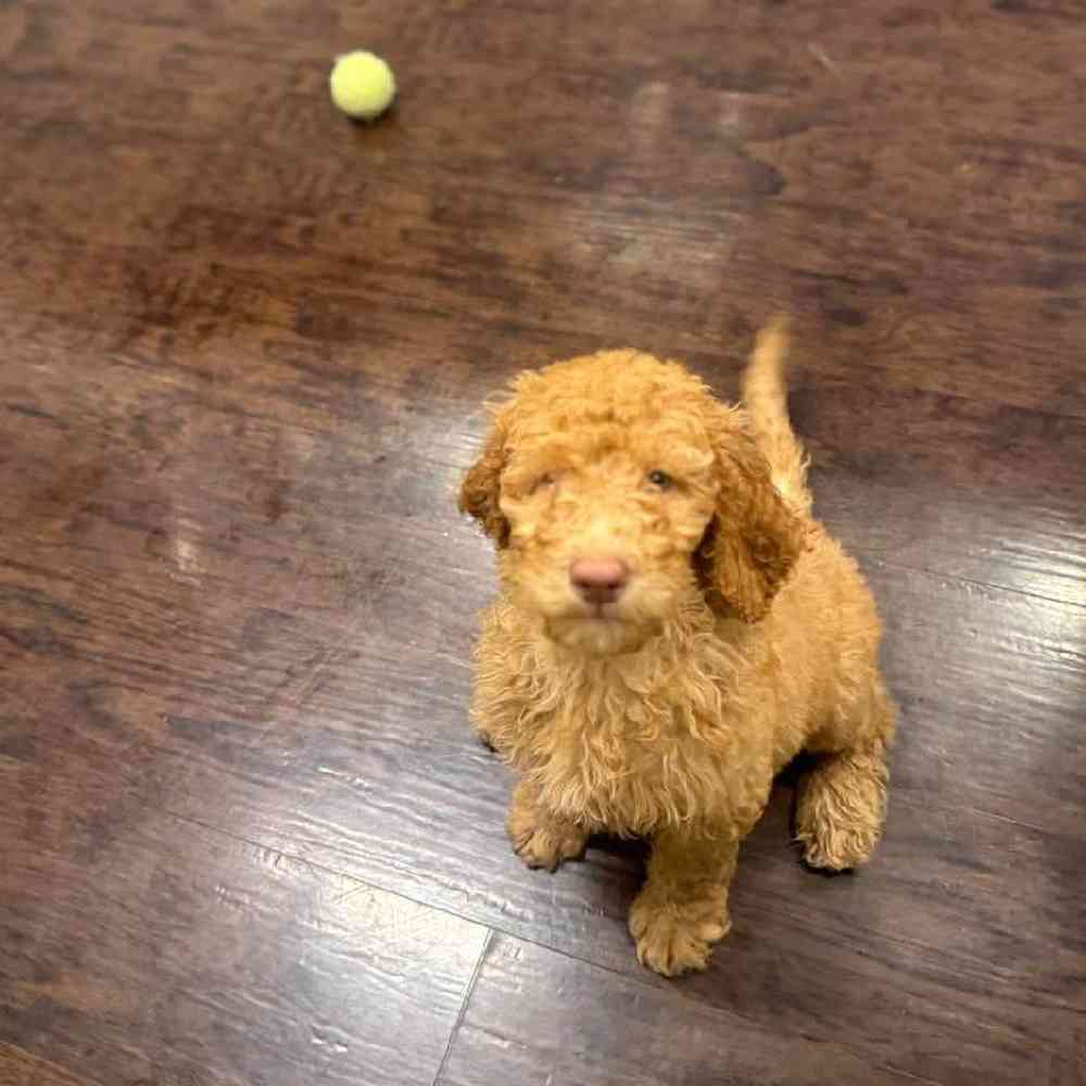 Image of a pet breed in the gallery