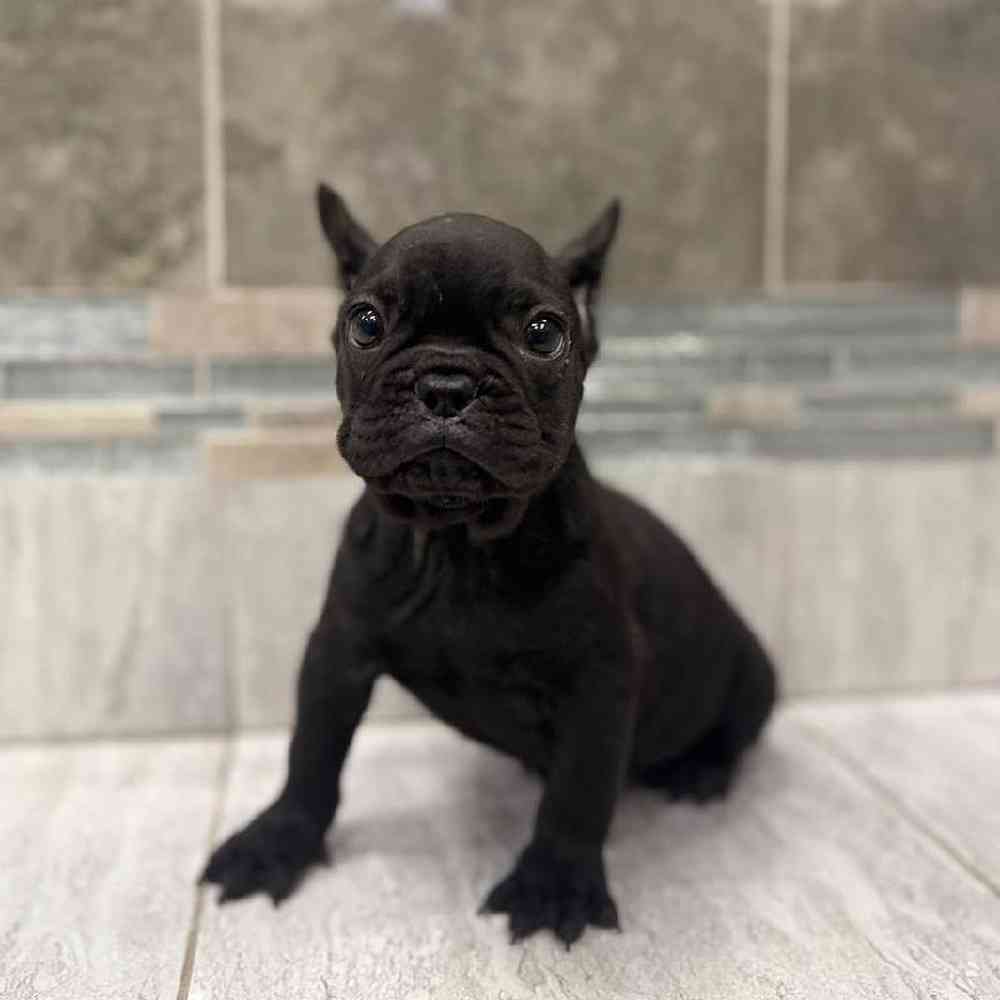 Image of a pet breed in the gallery