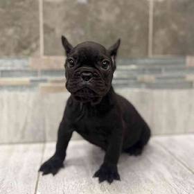 French Bulldog