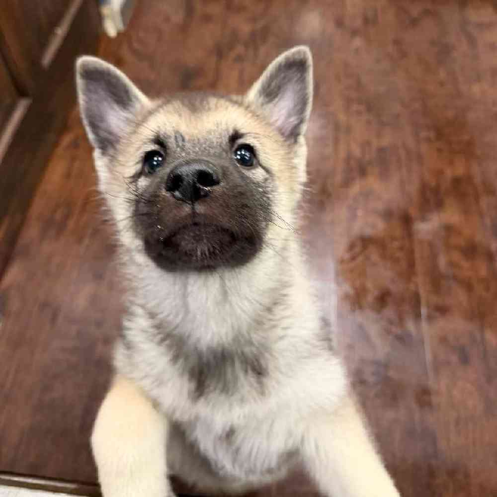 Male Norwegian Elkhound Puppy for Sale in New Haven, CT