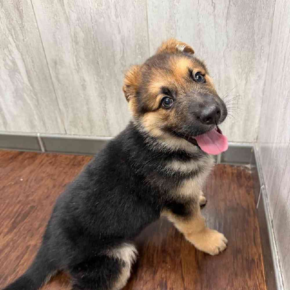 Male German Shepherd Puppy for Sale in New Haven, CT