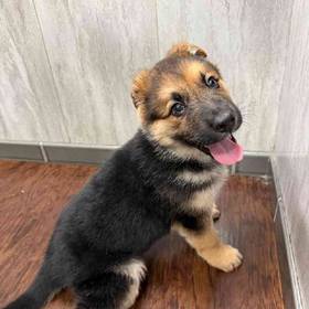 German Shepherd