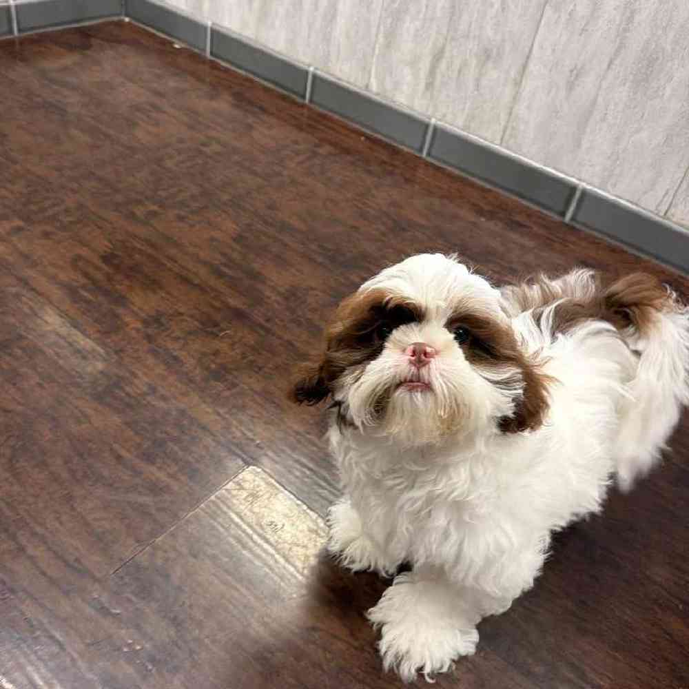 Male Shih Tzu Puppy for Sale in New Haven, CT