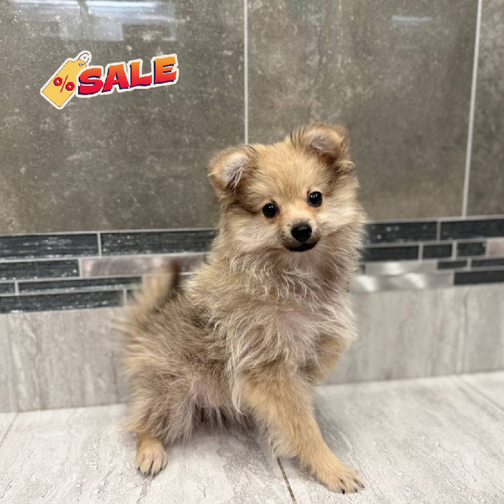 Male Pomeranian Puppy for Sale in New Haven, CT