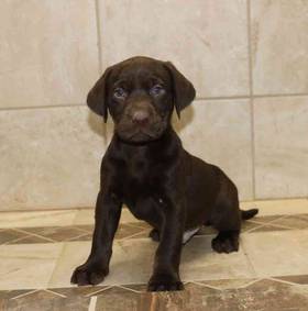 Labrador Retriever