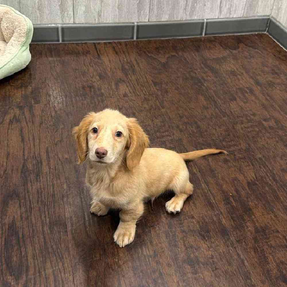 Image of a pet breed in the gallery