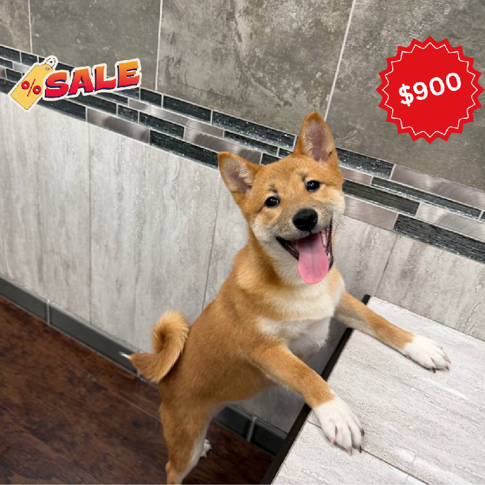 Image of a pet breed in the gallery