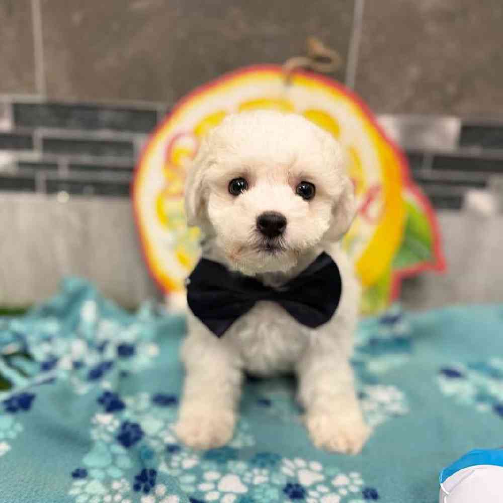 Image of a pet breed in the gallery