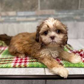 Shih Tzu