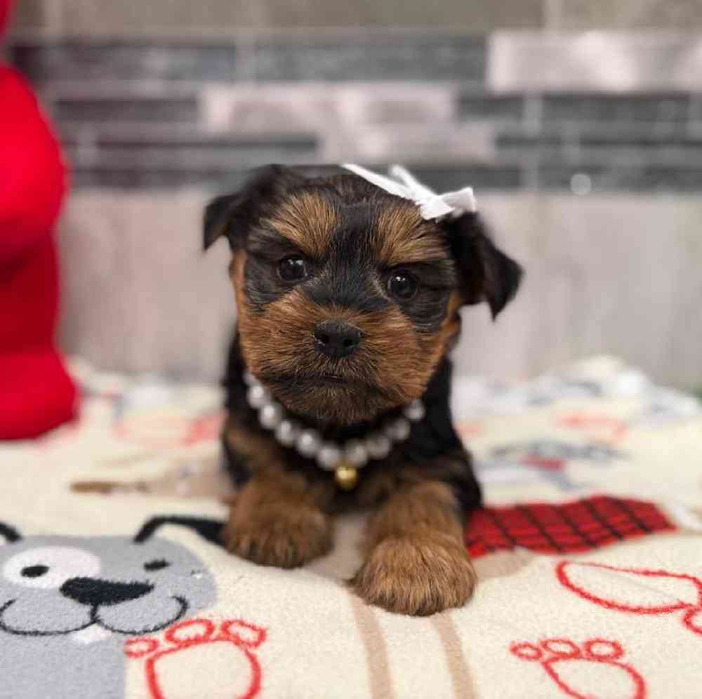 Female Yorkie Puppy for Sale in New Haven, CT