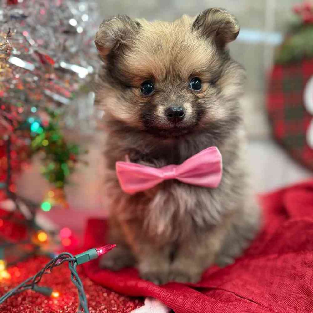 Image of a pet breed in the gallery