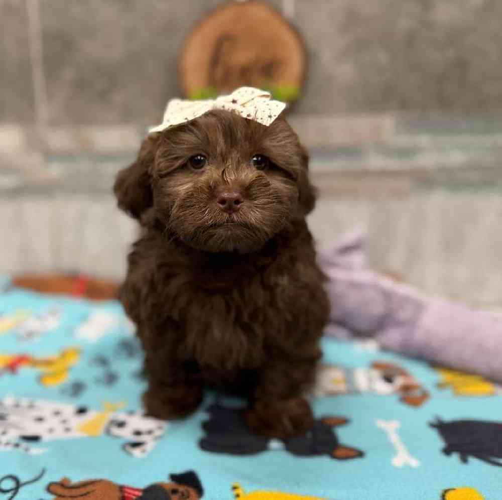 Female Shipoo Puppy for Sale in New Haven, CT