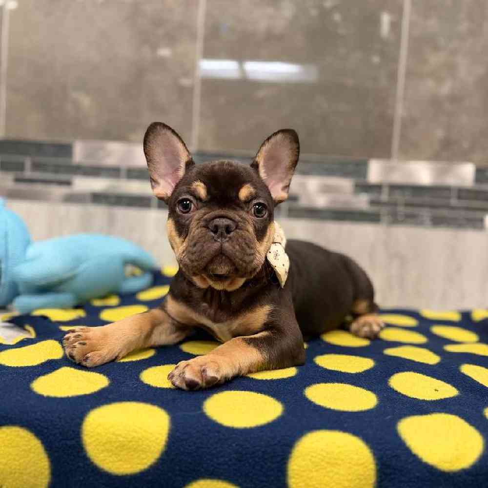 Image of a pet breed in the gallery