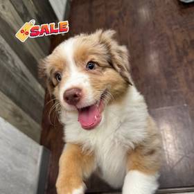 Mini Aussie