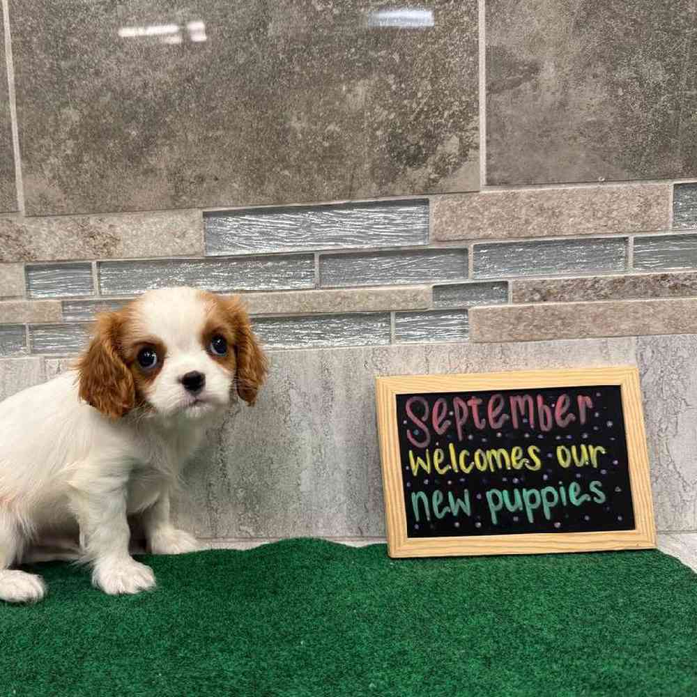Image of a pet breed in the gallery