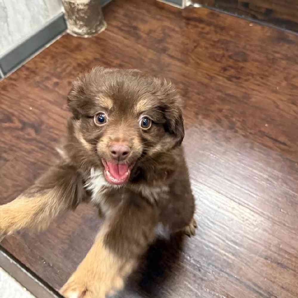 Male Toy Australian Shepherd Puppy for Sale in New Haven, CT