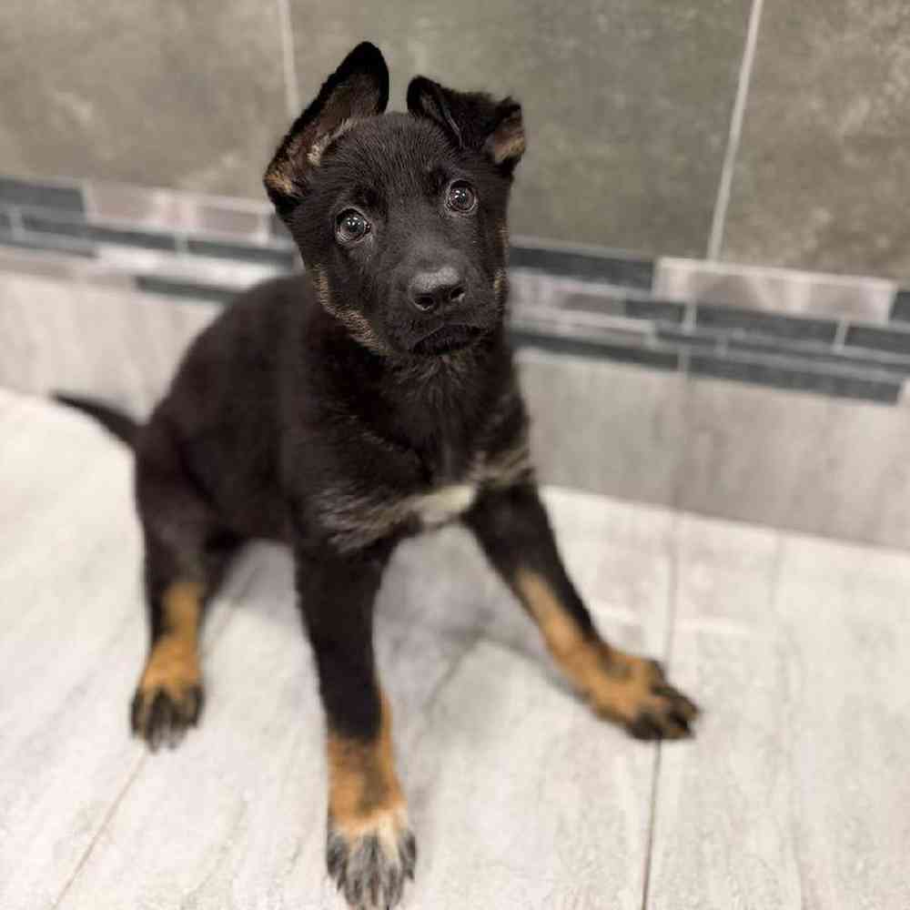 Female German Shepherd Puppy for Sale in New Haven, CT