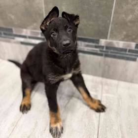 German Shepherd