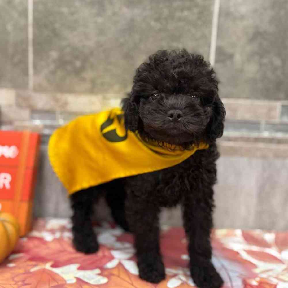 Image of a pet breed in the gallery