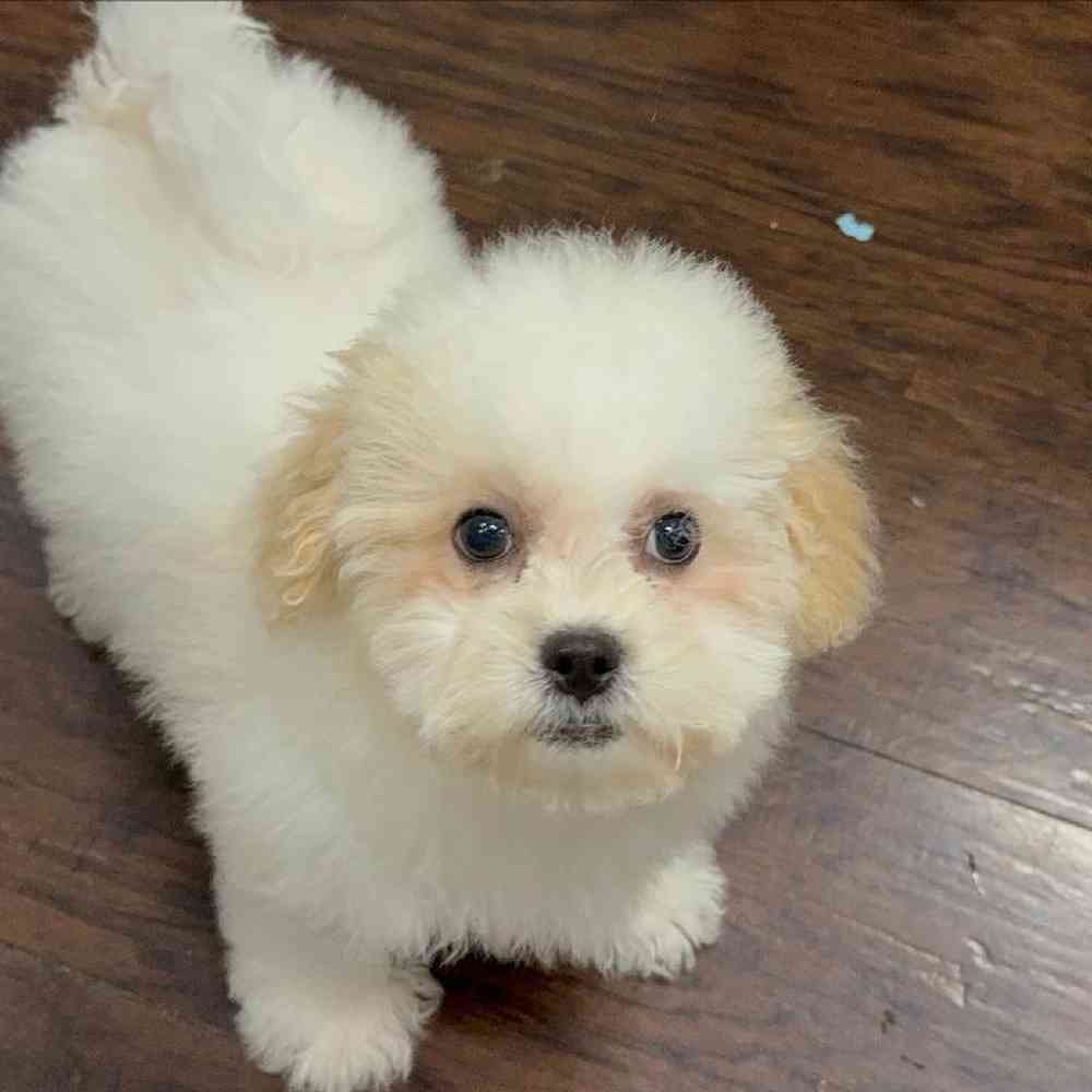 Image of a pet breed in the gallery