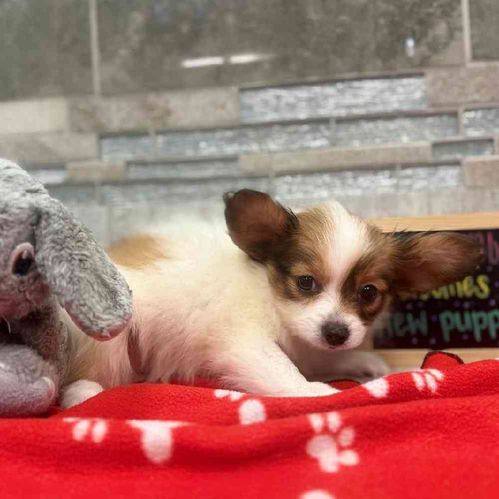 Image of a pet breed in the gallery